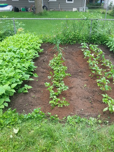 Celery and Leeks - Mulching Day